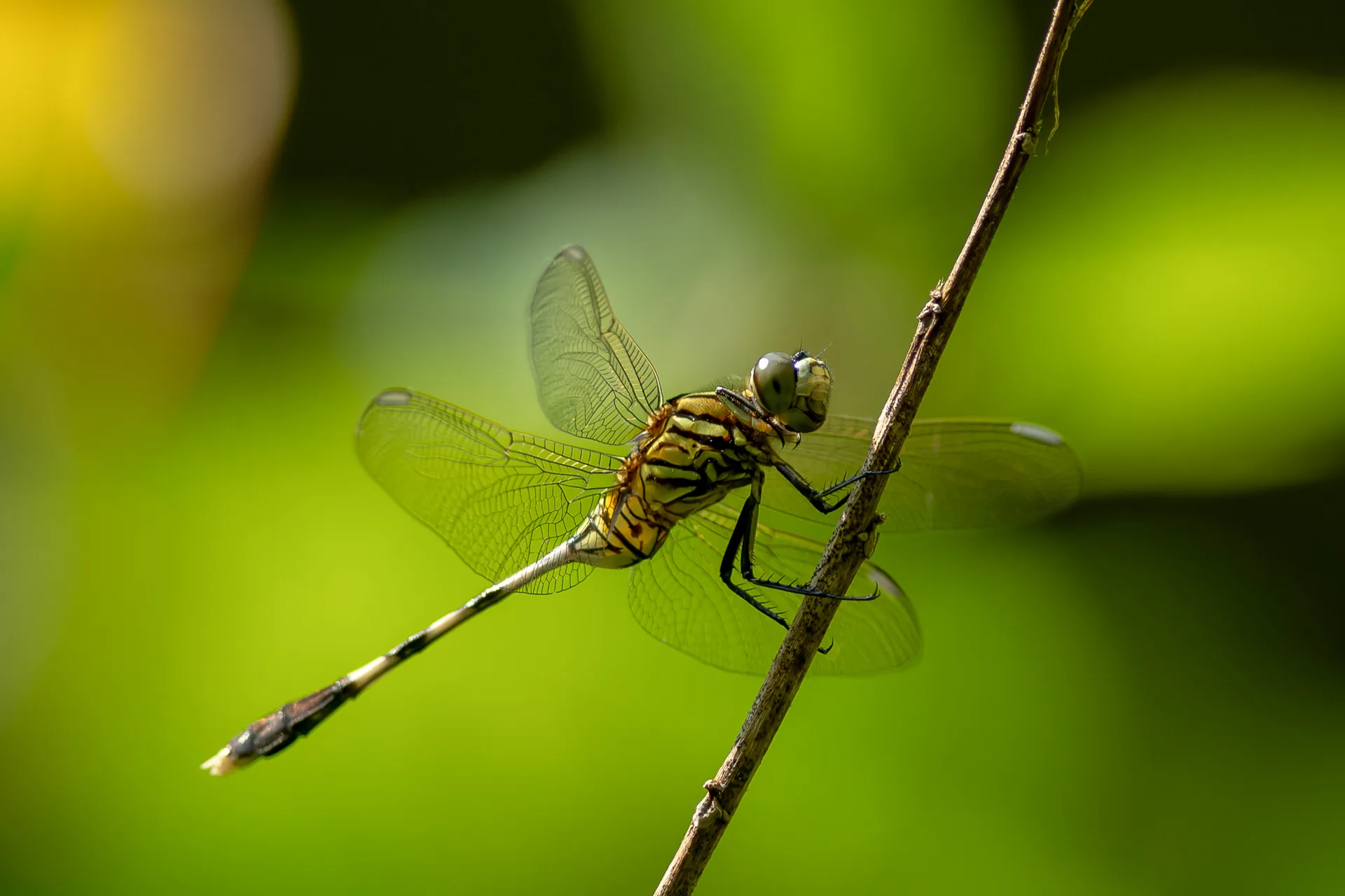 Capung sambar hijau (Orthetrum sabina)