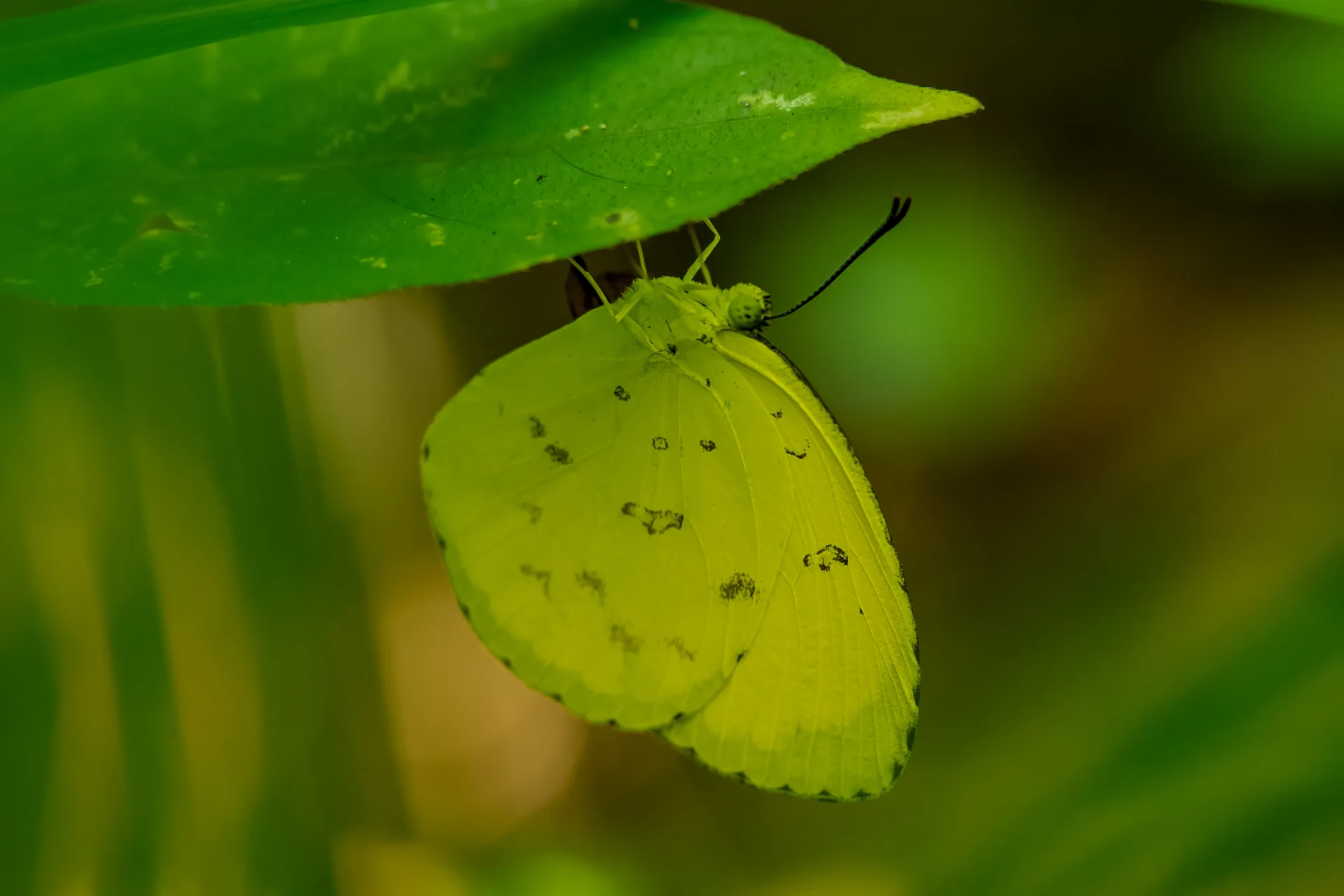Kupu-kupu Alang-kuning bintik tiga (Eurema blanda)