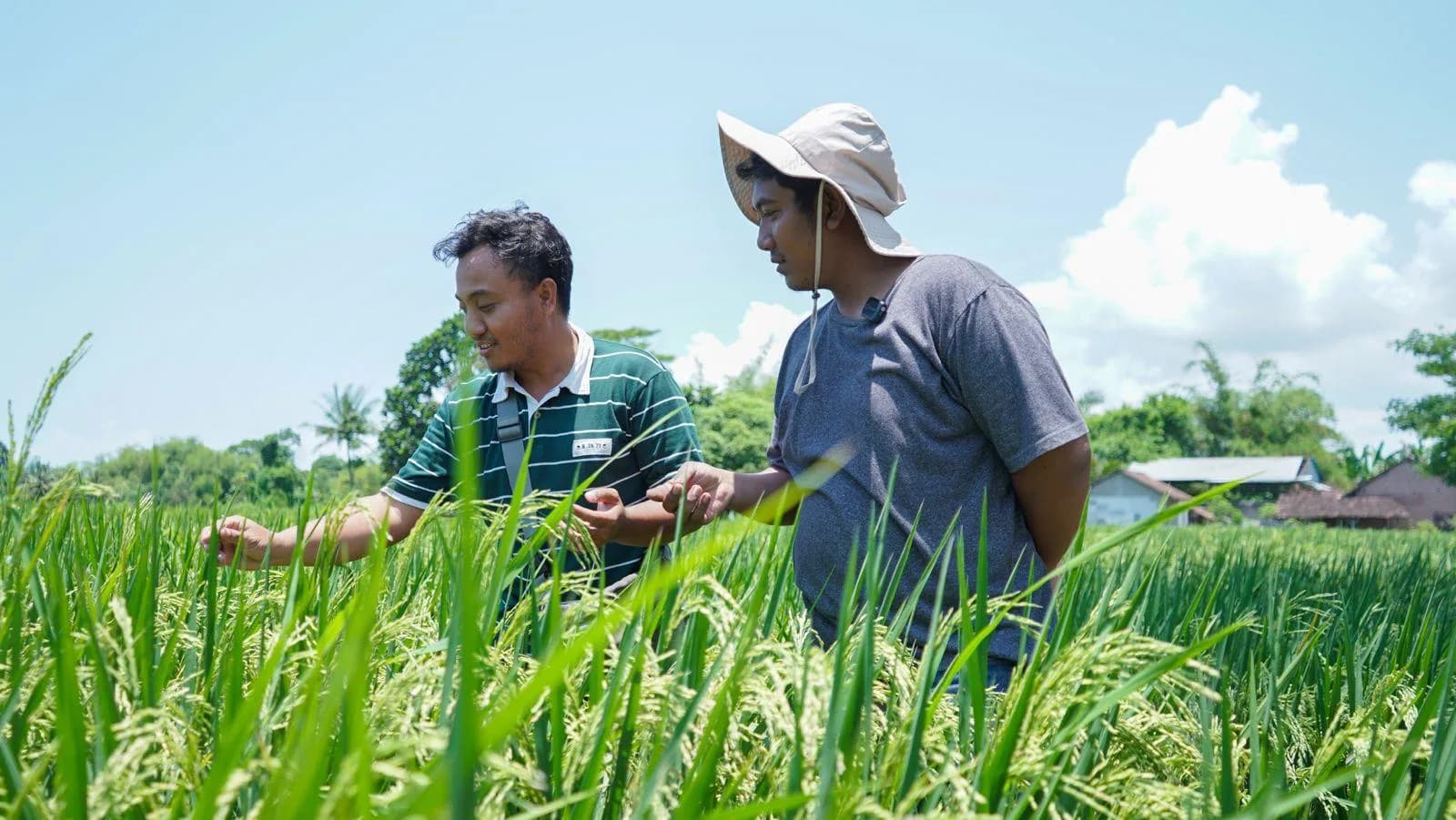 Petani memeriksa lahan pertanian regeneratif